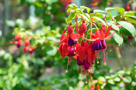 Dark Blue flower seeds