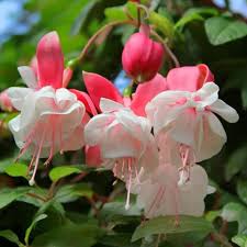 White Pink flower seeds