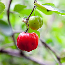 Rocoto Pepper Seeds for Planting – Heirloom Non-GMO Garden Seeds