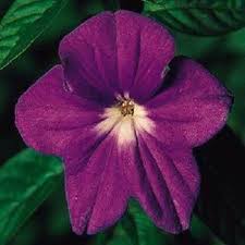 Maroon Marine flower seeds
