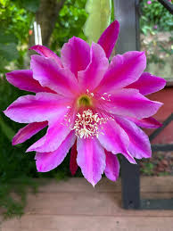Purple Epiphyllum flower seeds