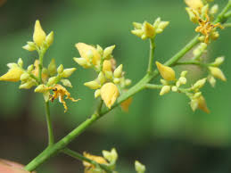 Hevea Brasiliensis flower seeds
