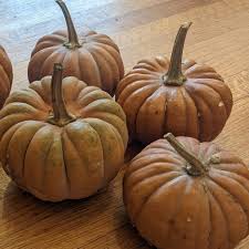 Futsu Black Squash Seeds