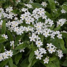 White Myosotis flower seeds