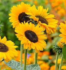 Yellow Sunflower flower seeds