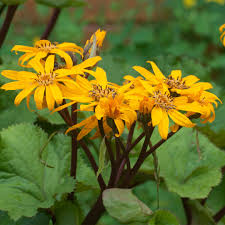 Ligularia Dentata flower seeds