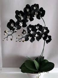Black White flower seeds