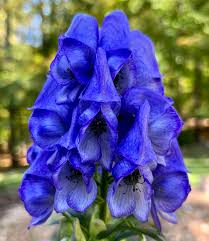 Blue Monkshood flower seeds