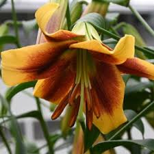 Yellow Brown flower seeds