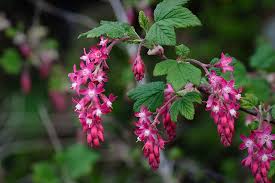 Pink Ribes flower seeds