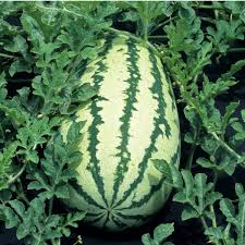 Klondike Watermelon Fruit Seeds for Planting – Heirloom Non-GMO Garden Seeds