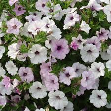 Petunia Tidal flower seeds