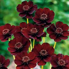 Dassi flower seeds