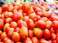 Grushovka Tomato Seeds for Planting – Heirloom Non-GMO Garden Seeds