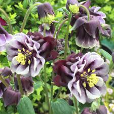 Aquilegia Columbine flower seeds