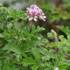 Graveolens flower seeds