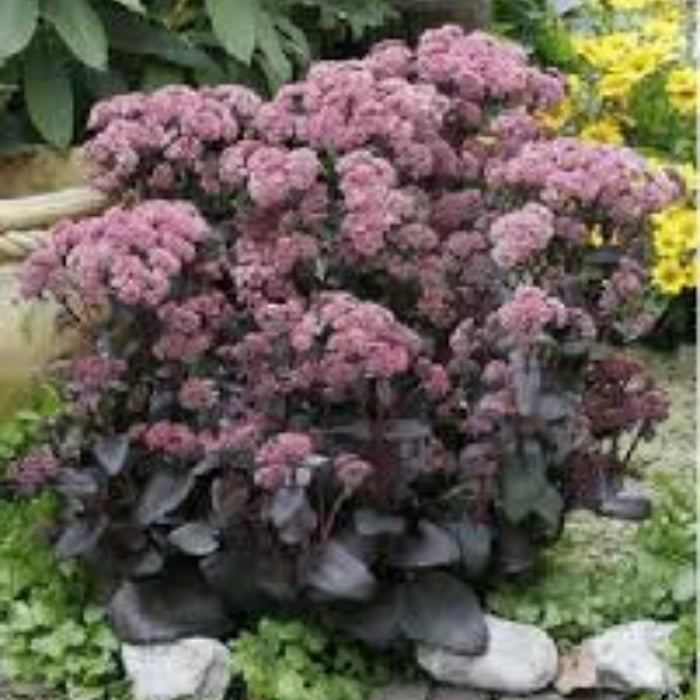Pink Telephium Sedum plant