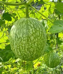Chilacayote Squash Seeds