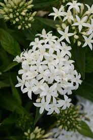 White Pentas flower seeds