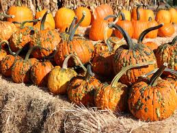 Knucklehead Pumpkin Seeds for Planting – Heirloom Non-GMO Garden Seeds