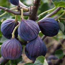 Mixed Fig Fruit Seeds for Planting – Heirloom Non-GMO Garden Seeds