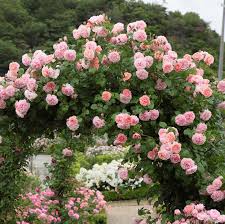 Pink Rose flower seeds