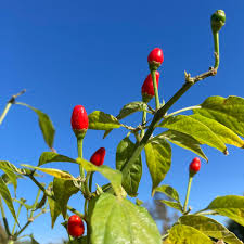 Pequin Pepper Seeds for Planting – Heirloom Hot Chili Seeds