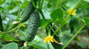 Gherkin Cucumber Seeds for Planting – Heirloom Pickling Cucumber Seeds