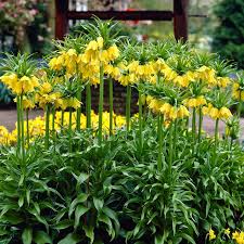 Yellow Fritillaria flower seeds