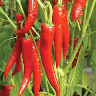 Salkim Biber Pepper Seeds for Planting – Turkish Sweet Pepper Seeds
