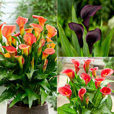 Calla Lily flower seeds