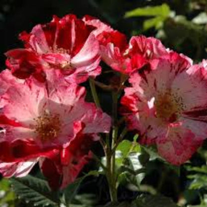 Climbing Rose Flower plant