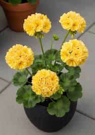 Yellow Pelargonium flower seeds