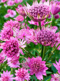 Pink Astrantia flower seeds