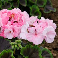 Pink Geranium flower seeds