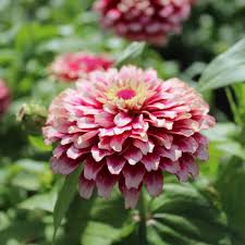 Red Cream flower seeds