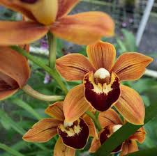 Cymbidium flower seeds
