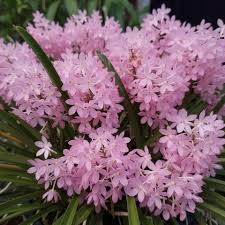 Baby Pink flower seeds