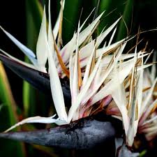 Cream Strelitzia flower seeds