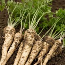 Hamburg Root Parsley Seeds