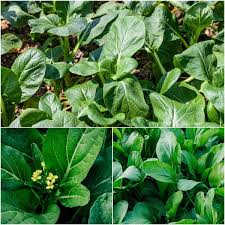 Yu Choy Seeds for Planting – Chinese Leaf Vegetable Seeds