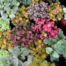 Fittonia Verschaffeltii flower seeds