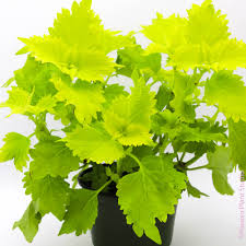Light Green flower seeds