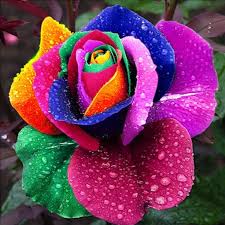 Yellow Rainbow flower seeds