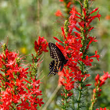 Standing Cypress flower seeds