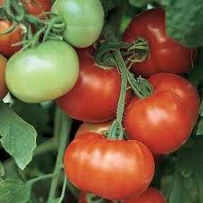 Super Fantastic Tomato Seeds