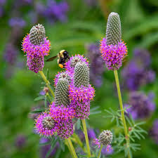 Prairie flower seeds