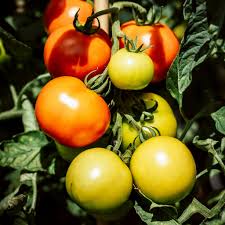 Mixed Tomato Seeds for Planting – Red & Yellow Heirloom Garden Seeds