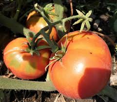 Rebel Yell Tomato Vegetable Seeds for Planting – Heirloom Non-GMO Garden Seeds