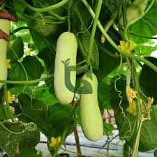 White Cucumber Seeds for Planting – Heirloom Non-GMO Garden Seeds
